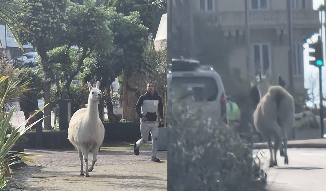 Genova, avvistato un lama in corso Italia