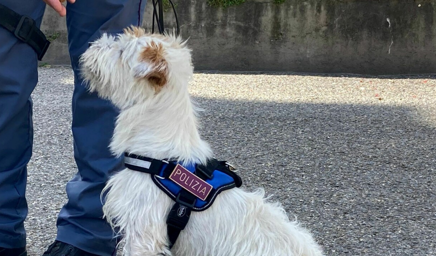 Genova, un arresto e una denuncia per spaccio grazie al fiuto di Leone