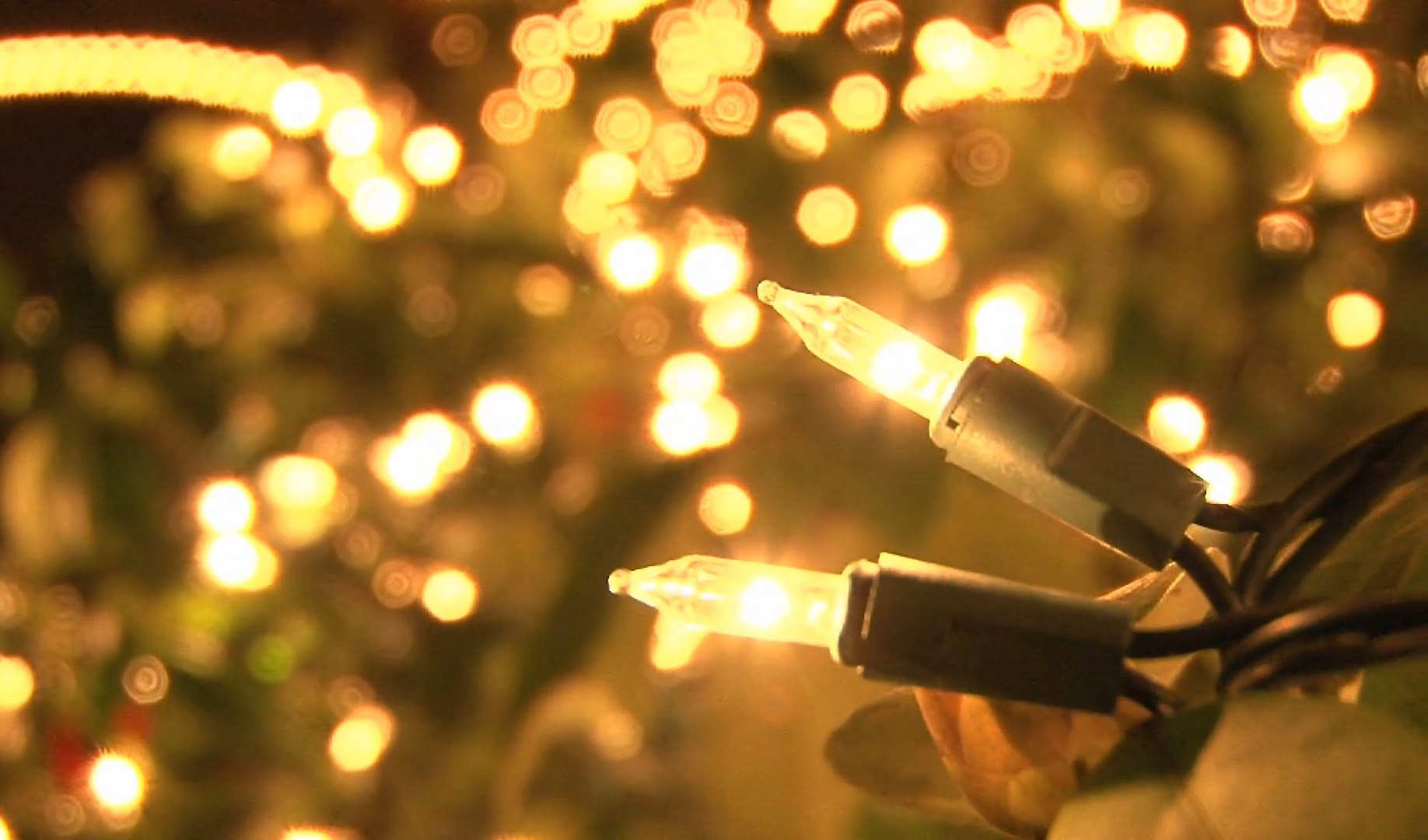 Natale in Val Bisagno, s'illuminano tre alberi