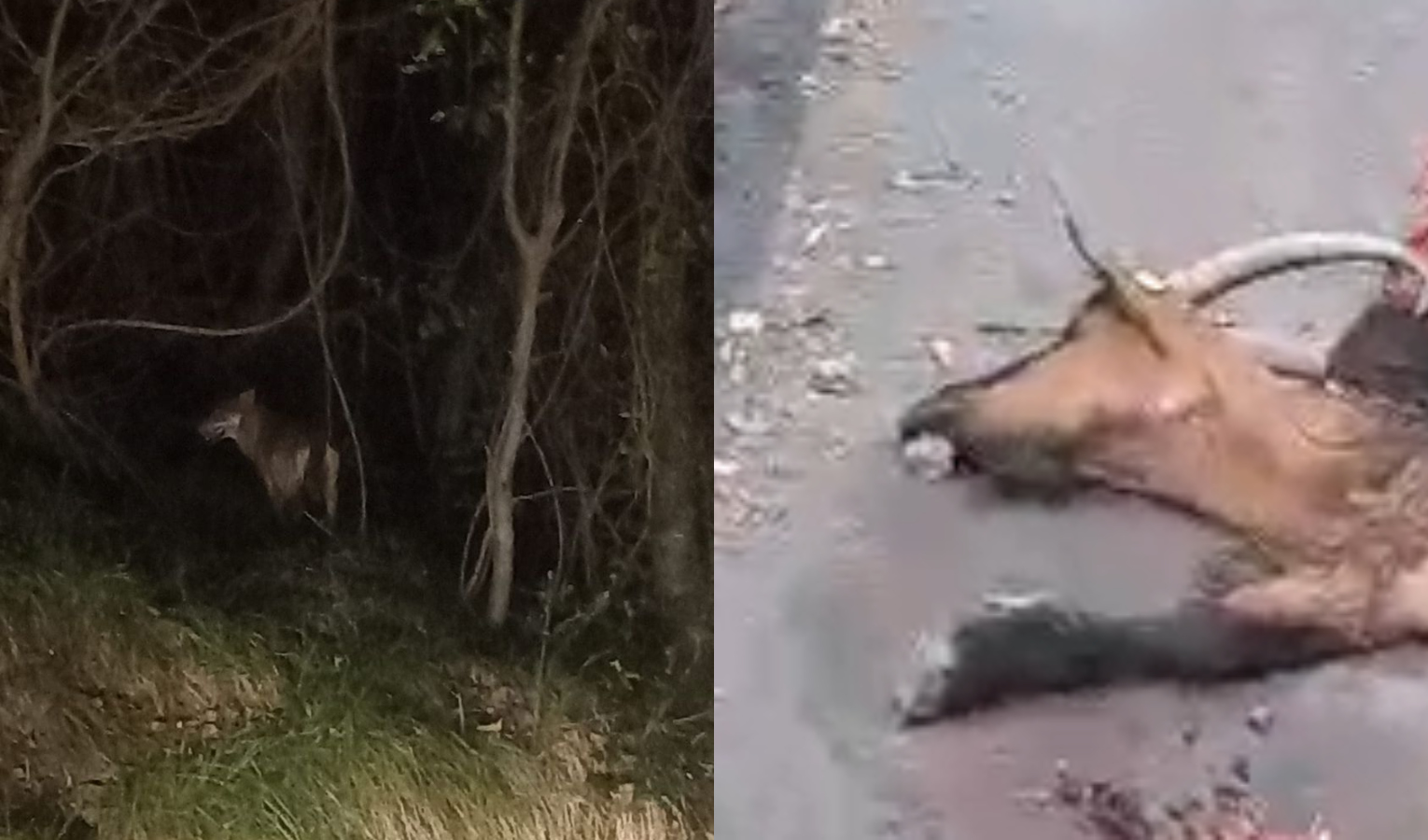 Lupi, dopo la capra sbranata a Nervi avvistati sul monte Fasce