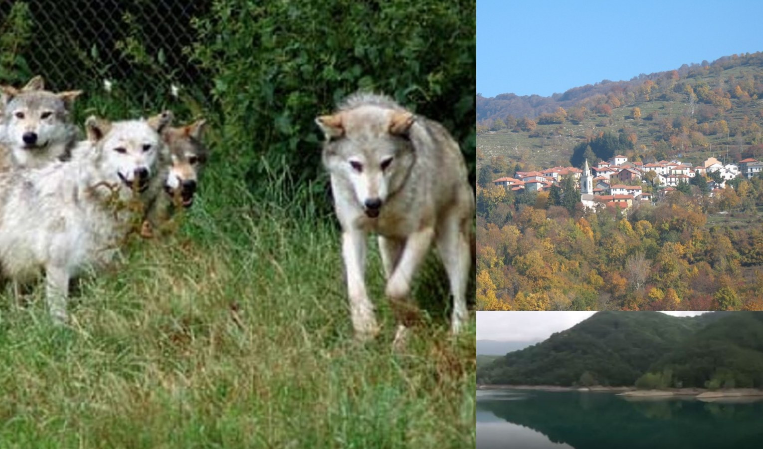 Propata, cane da caccia sbranato dai lupi