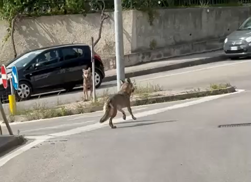 Due cuccioli di lupo attraversano la strada a Riva Trigoso, il video