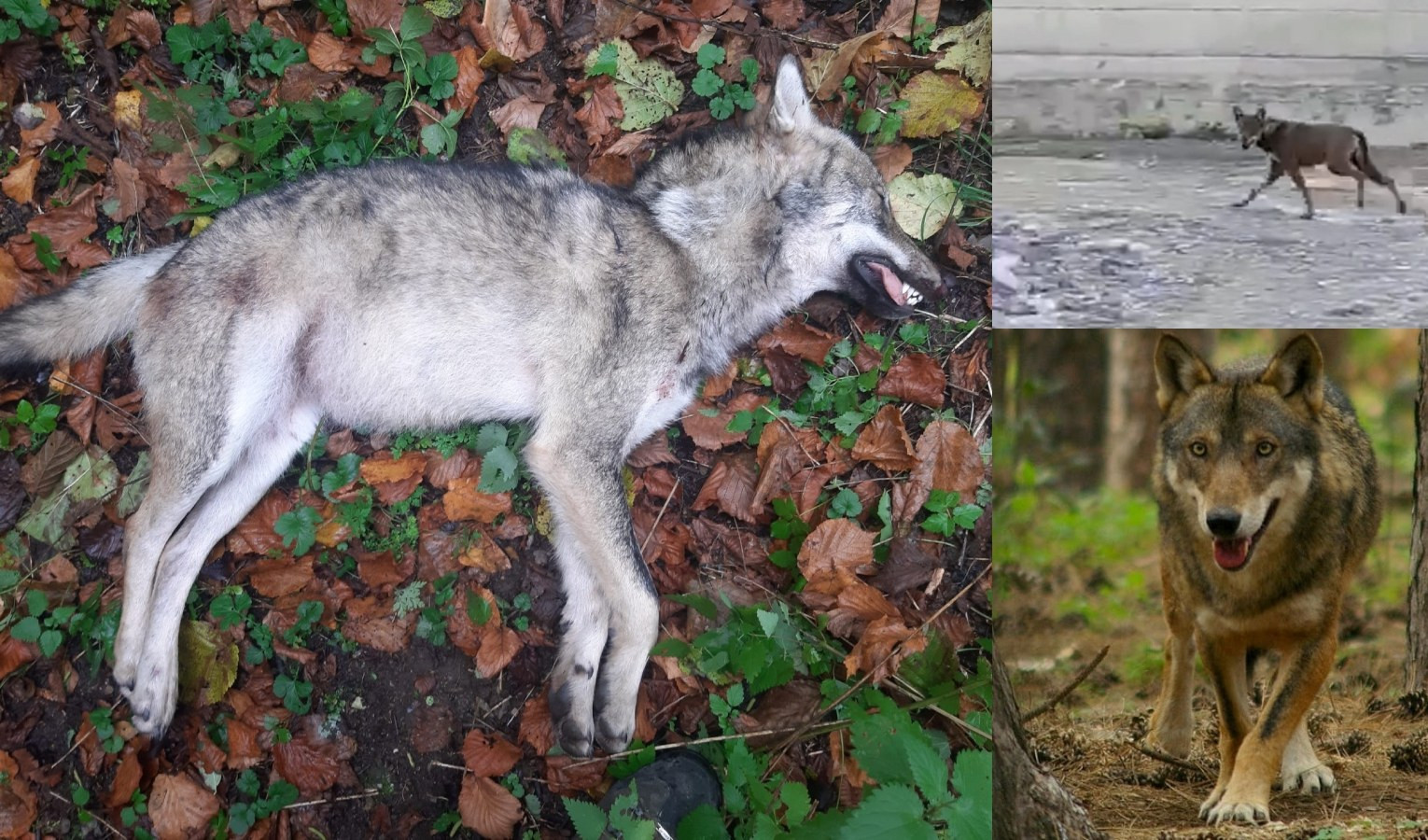 Torriglia, lupo investito e ucciso nella zona del lago del Brugneto