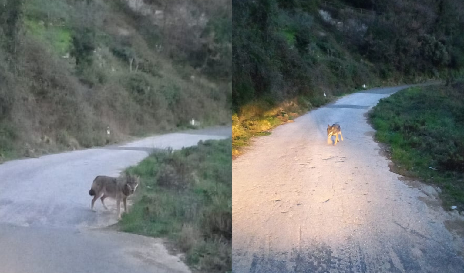 Lupo corre lungo la statale di Vernazza 