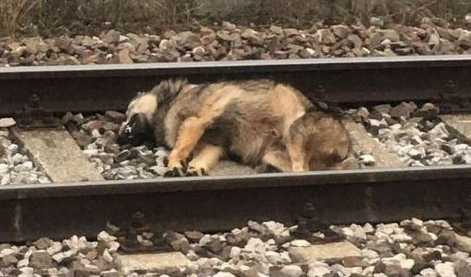 Cinque cuccioli di lupo travolti e uccisi da un treno