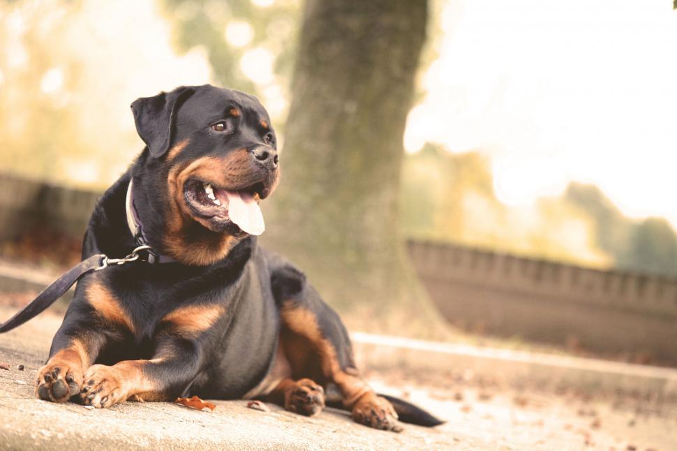 Aggredita e ferita a morsi da due rottweiler a Chiavari, donna grave al San Martino