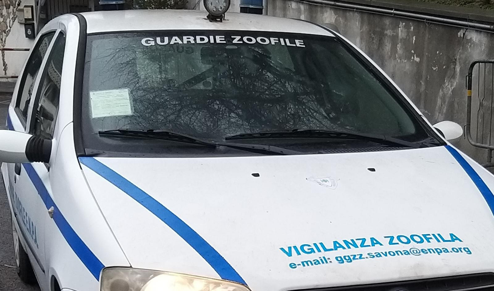 Volatili uccisi, le guardie zoofile: 