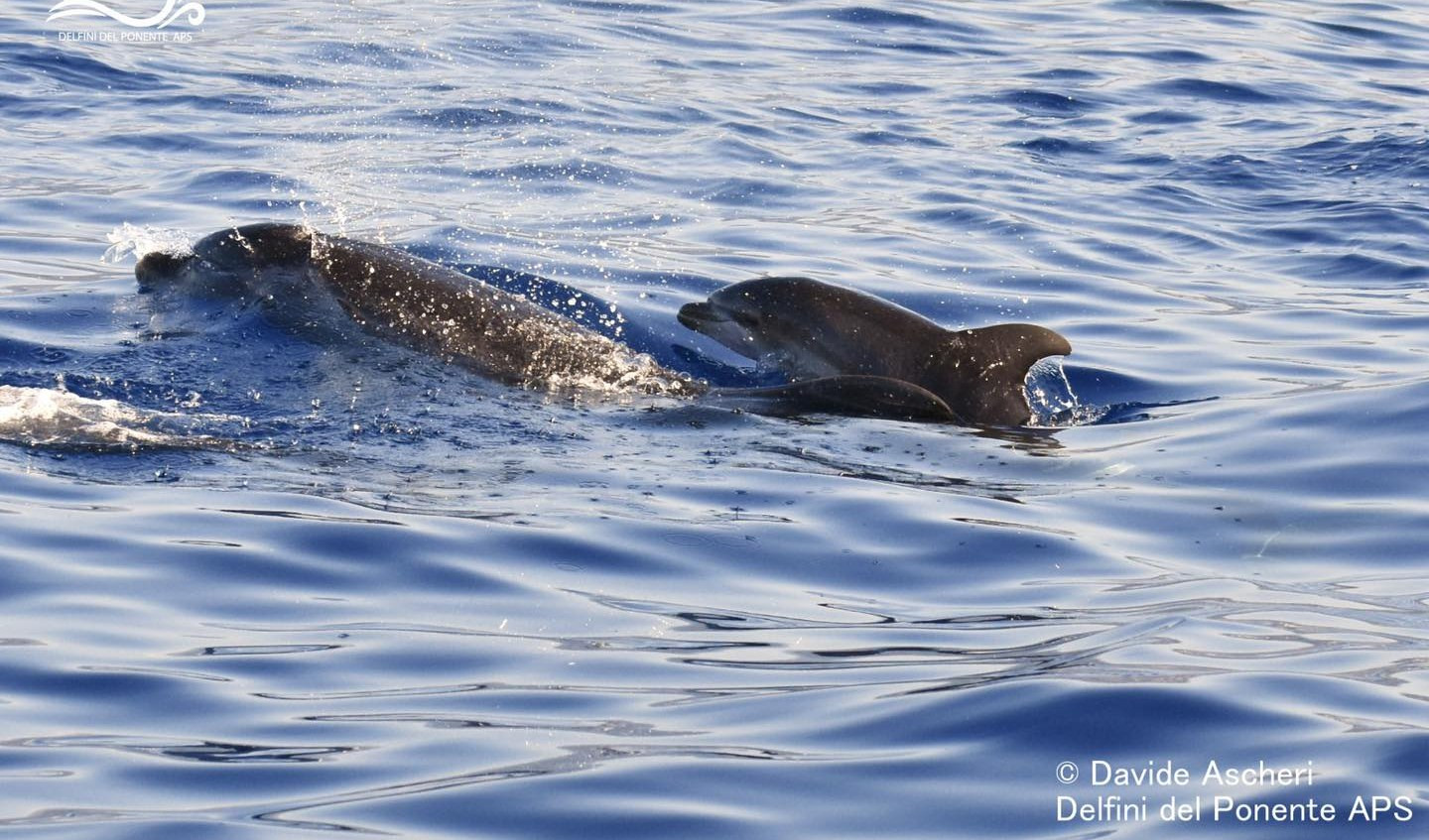 Eccezionale avvistamento di almeno 60 delfini in Liguria
