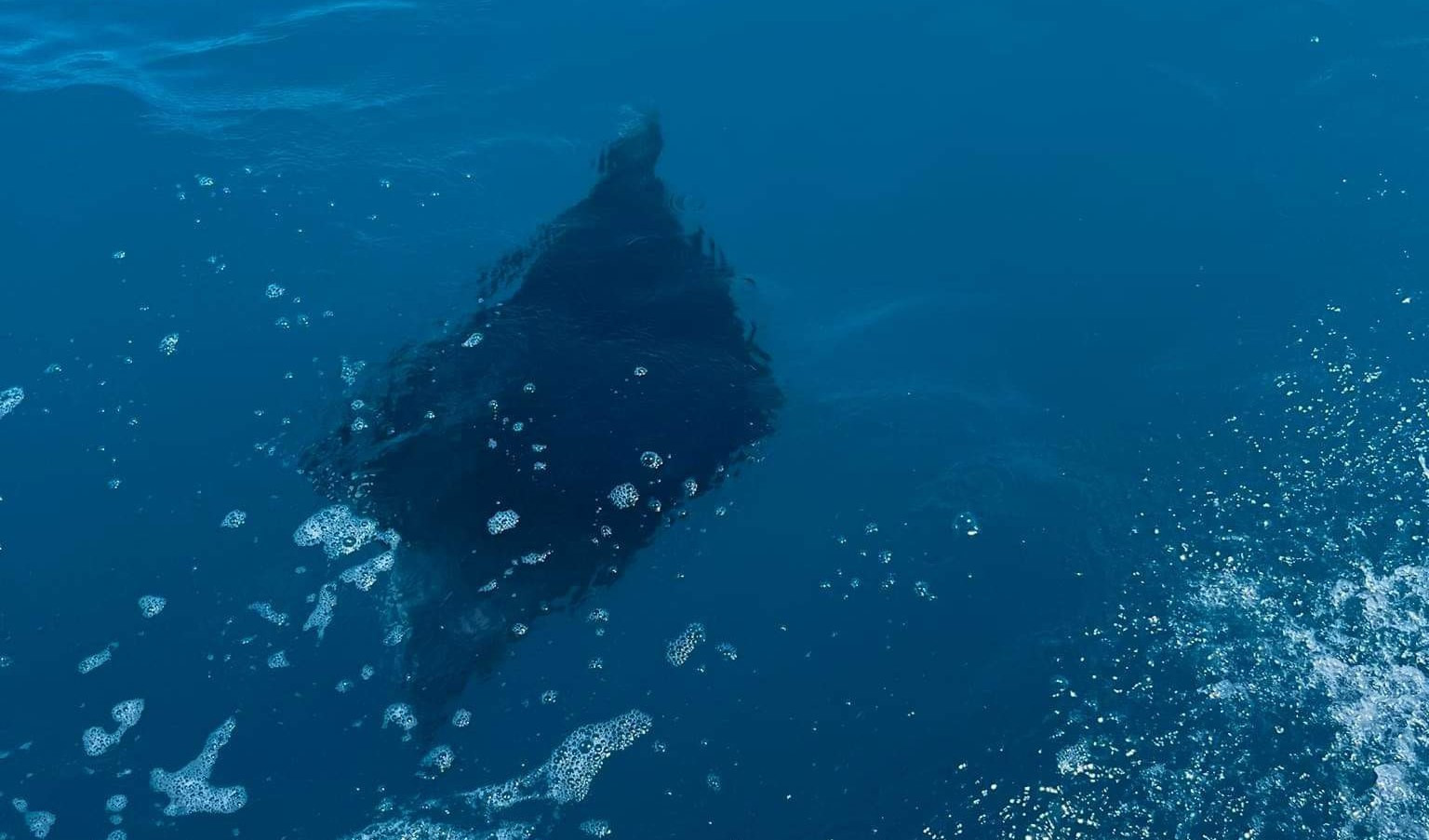 Deiva Marina, tra le onde spunta una manta