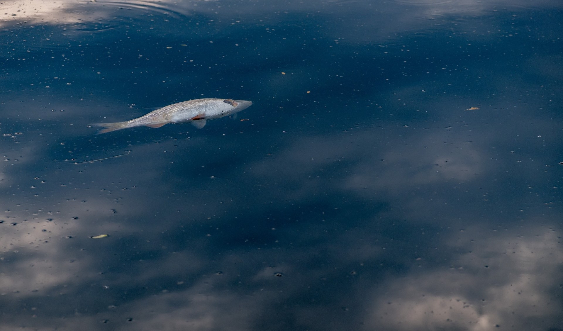 Mari inquinati, il biologo marino: 