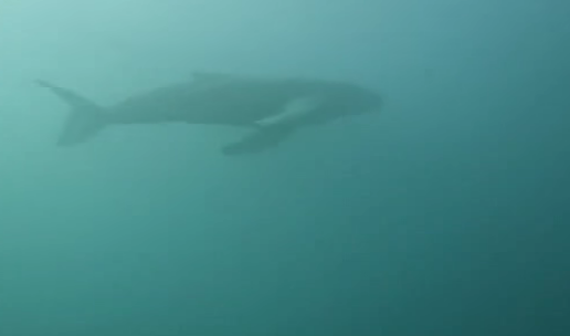 Anche una megattera nel mare della Liguria