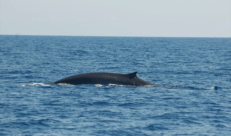 Show di una megattera al largo di Noli, a Sanremo un delfino in porto