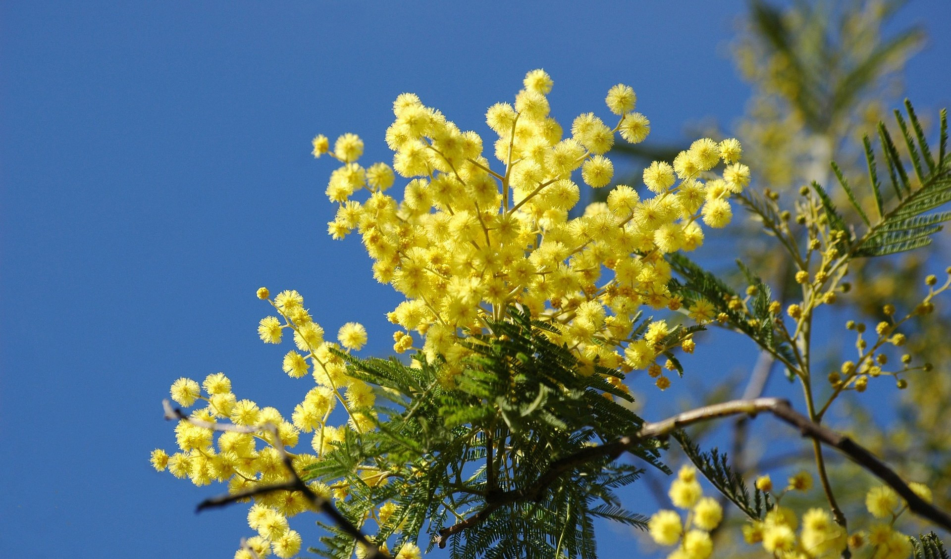 Siccità in Liguria, aumenta il prezzo delle mimose: 