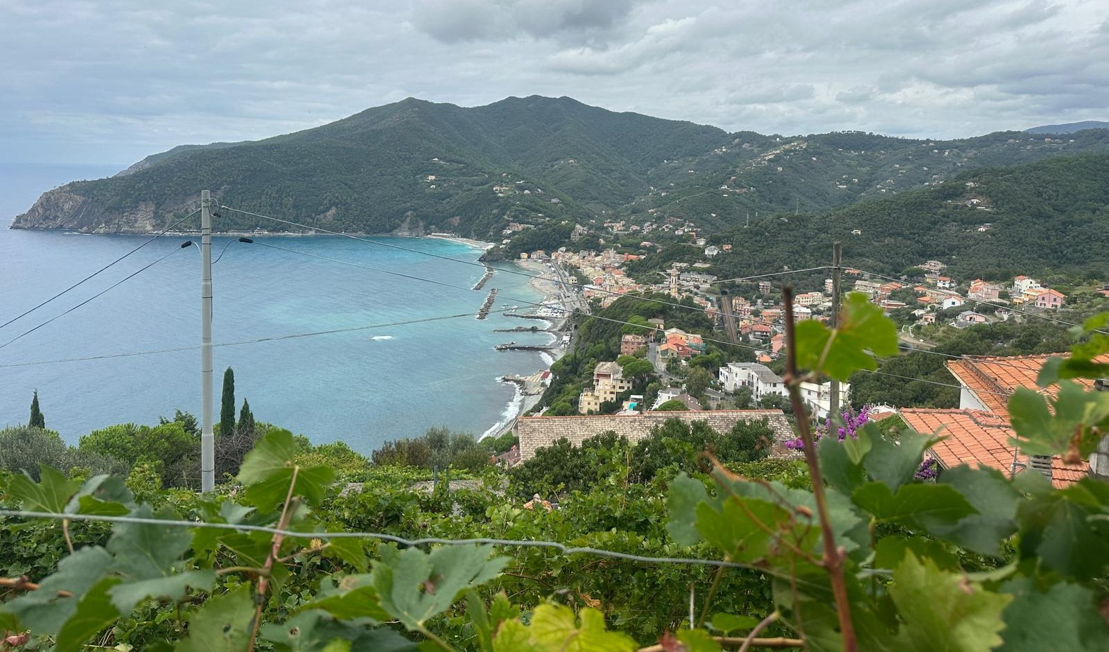 A Viaggio in Liguria la vendemmia tra cielo e mare