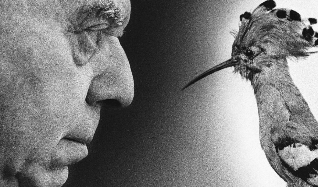 La celebre fotografia di Ugo Mulas con Montale e un'upupa Il viso di un uomo e un uccello uno di fronte all'altro
