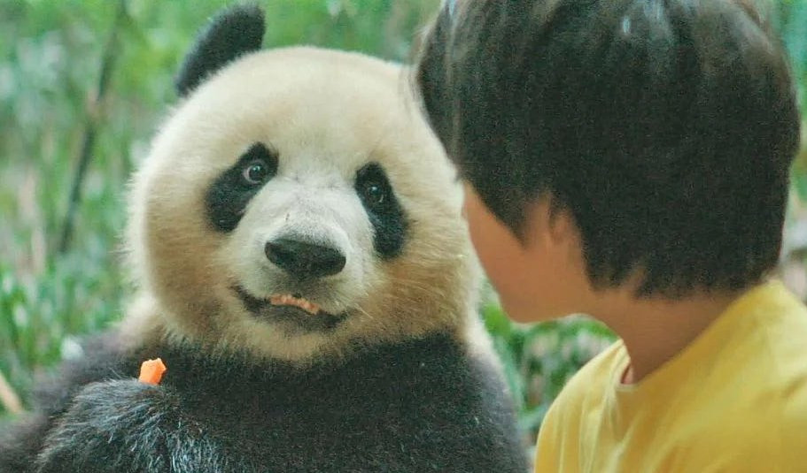 Moon - Il panda Un panda guarda un bambino