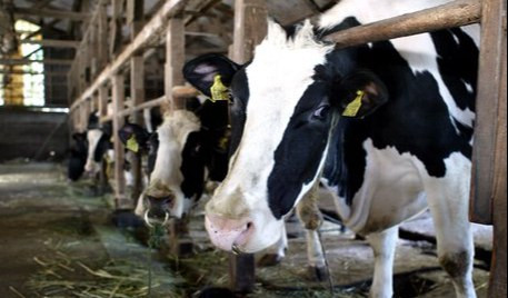 Maxi truffa in Sardegna, 'comprano' 22 bovini ma non li pagano: denunciati 3 liguri