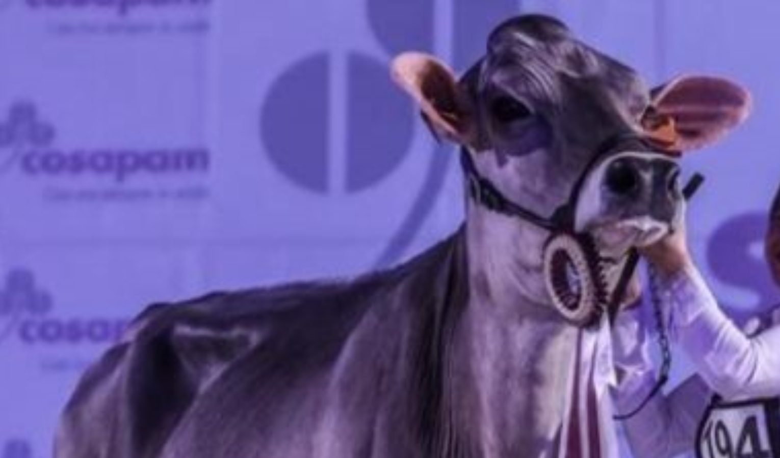 La mucca di Rossiglione Maia campionessa assoluta alla fiera del bestiame di Cremona