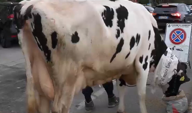 Sanremo, insieme alla mucca Ercolina anche la vitellina Giulia