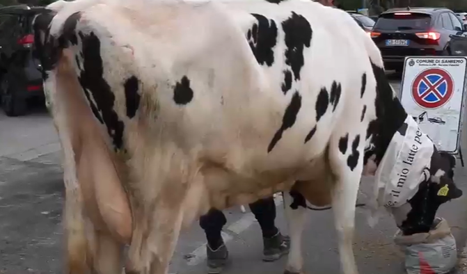 Mucca cade in un fossato nell'imperiese, salvata dall'elicottero