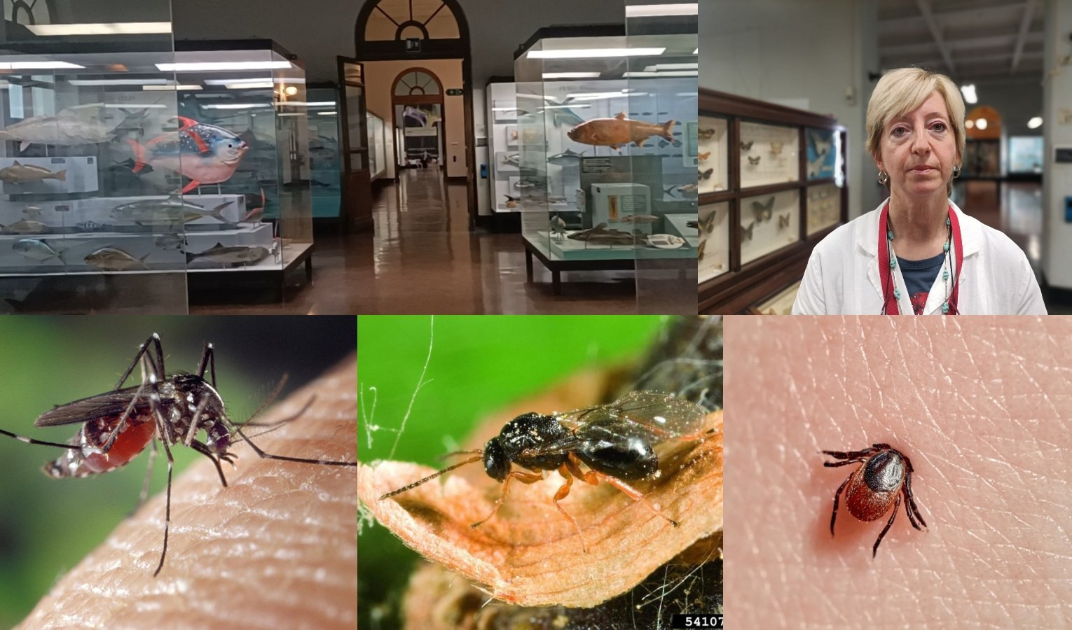 Genova, zanzare con virus africano, mosche cinesi necrofaghe: assediati dagli insetti alieni