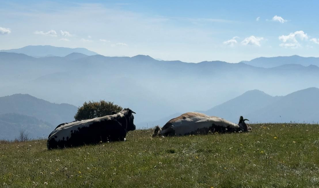 Due mucche si riposano al pascolo