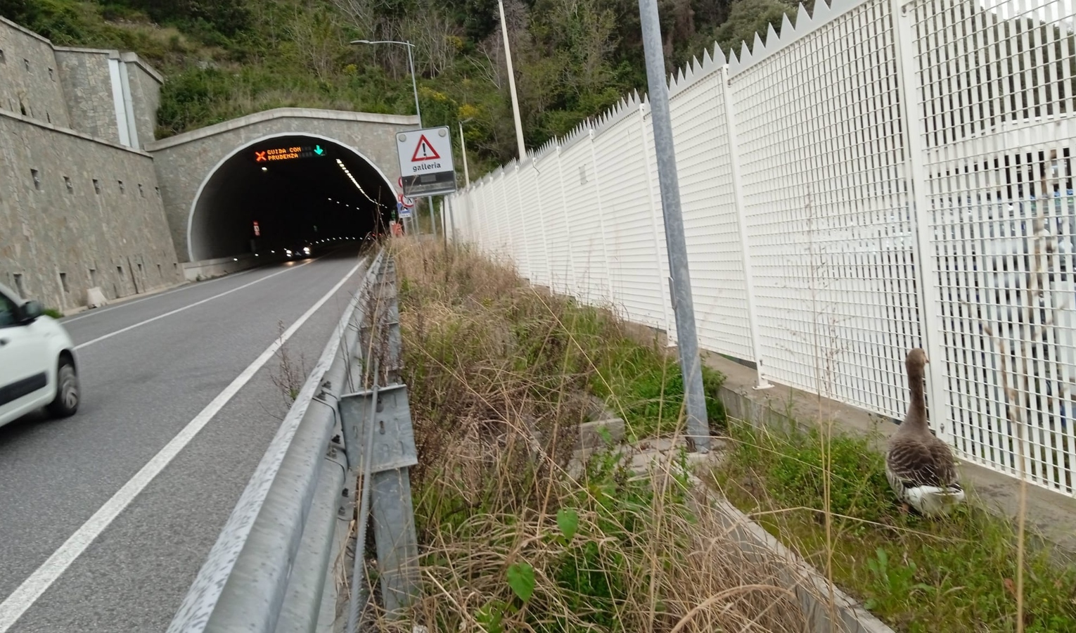 Caos autostrade, un'oca in A10: è la terza volta