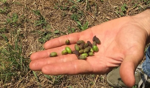 Siccità: calo del 50 % del racconto di olive