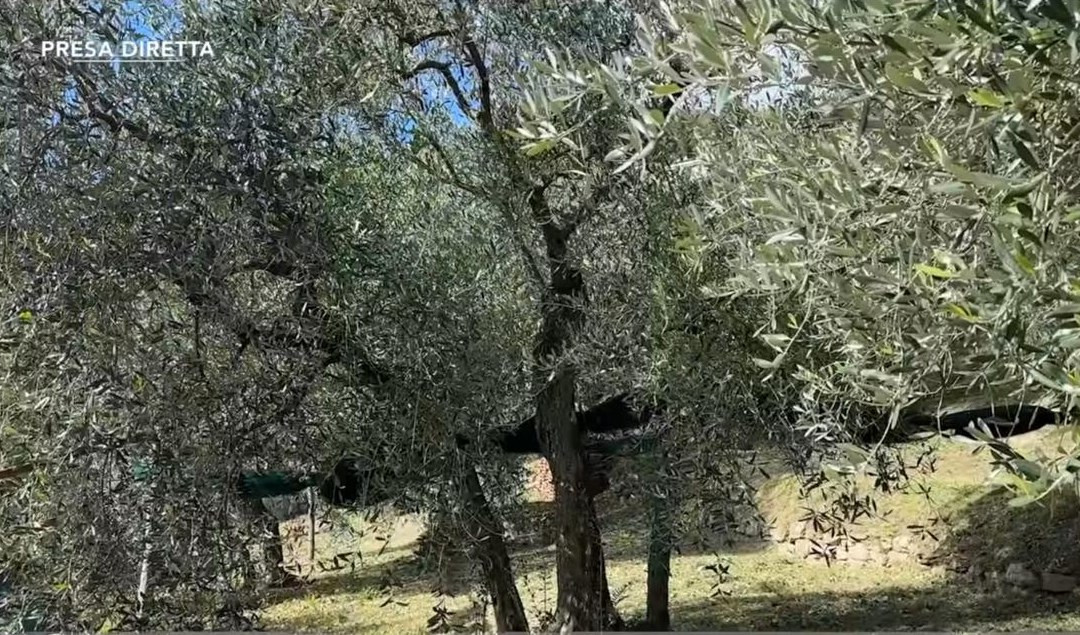 Un albero di olive