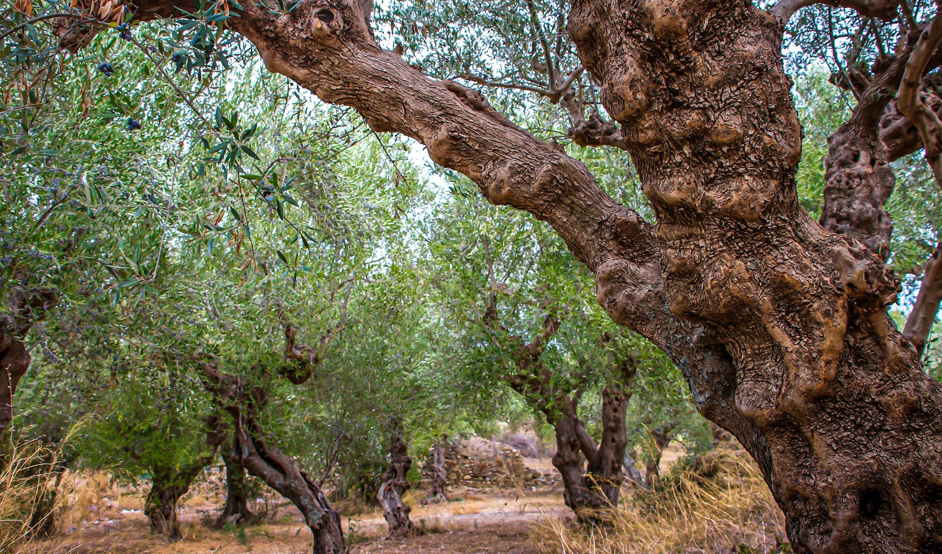 Siccità, mesi difficili per gli olivicoltori: nella fascia costiera bruciano i 'frutti' 