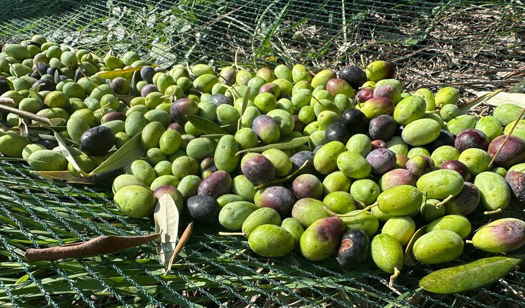 Olive, la peggiore raccolta degli ultimi 20 anni. Picchi del meno 80% 