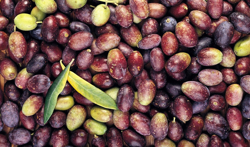 Olive taggiasche liguri verso il riconoscimento Igp