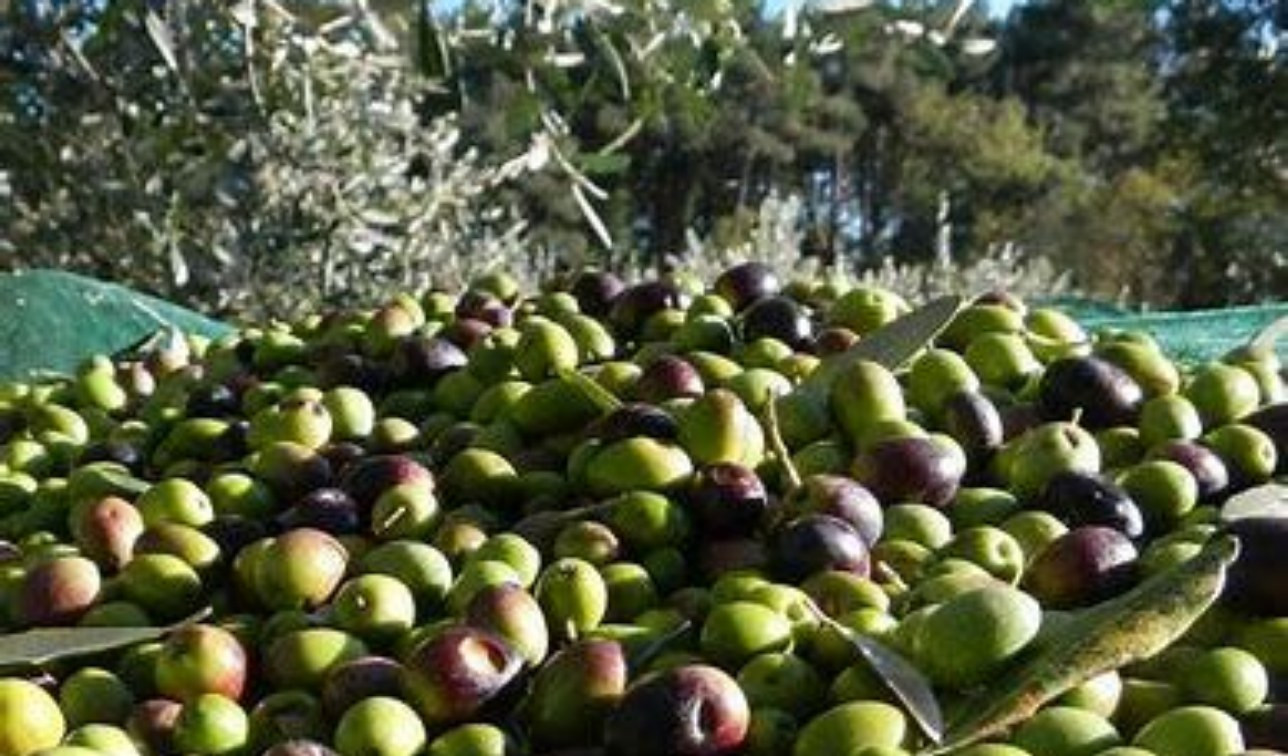 Olive in Liguria, perdite fino al 70%. Confagricoltura: chiediamo stato di calamità
