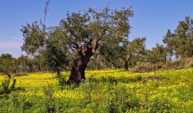 Da Regione 400.000 euro per aree agricole e forestali Natura 2000