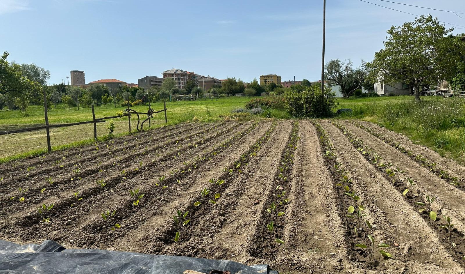 Clima pazzo e primizie, le colture della piana di Lavagna in 