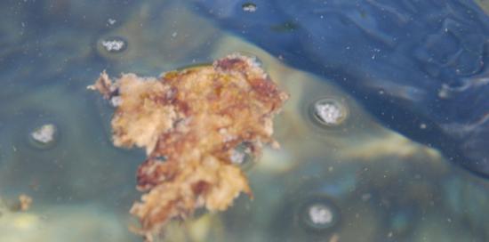 Attenzione bagnanti: allerta alga tossica Ostreopsis Ovata