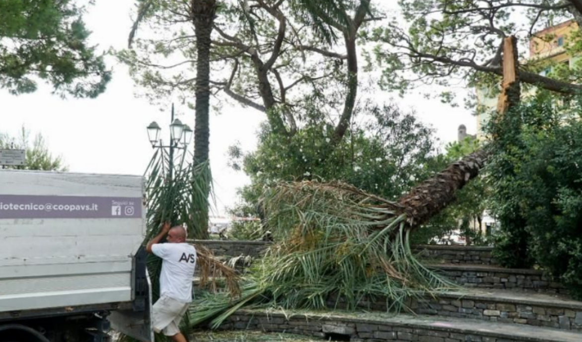 Santa Margherita, palma di dieci metri crolla ai piedi dell'anfiteatro Bindi