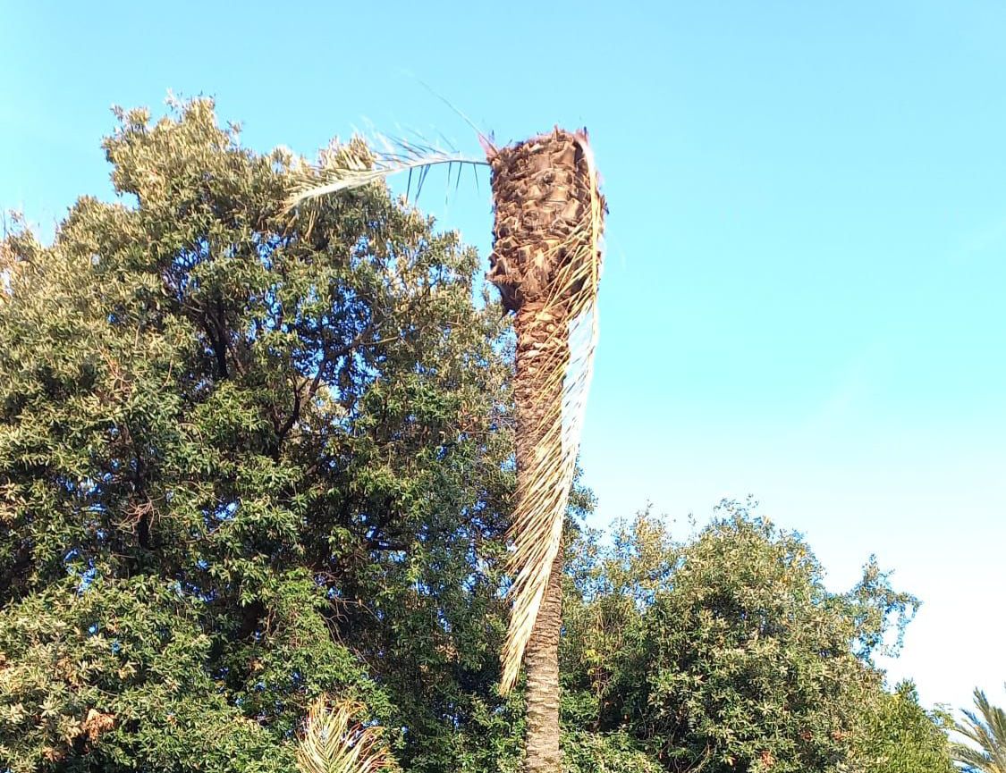 Manutenzione del verde a Genova, botta e risposta Salis-minoranza sulle risorse ad Aster