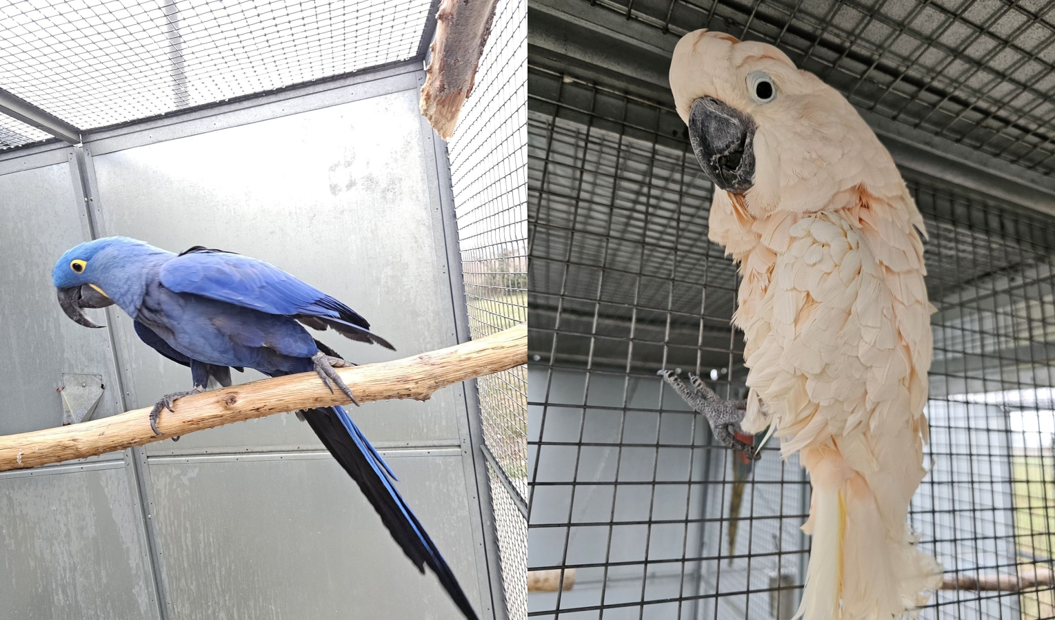 Genova, pappagalli maltrattati in un appartamento ad Albaro: salvati