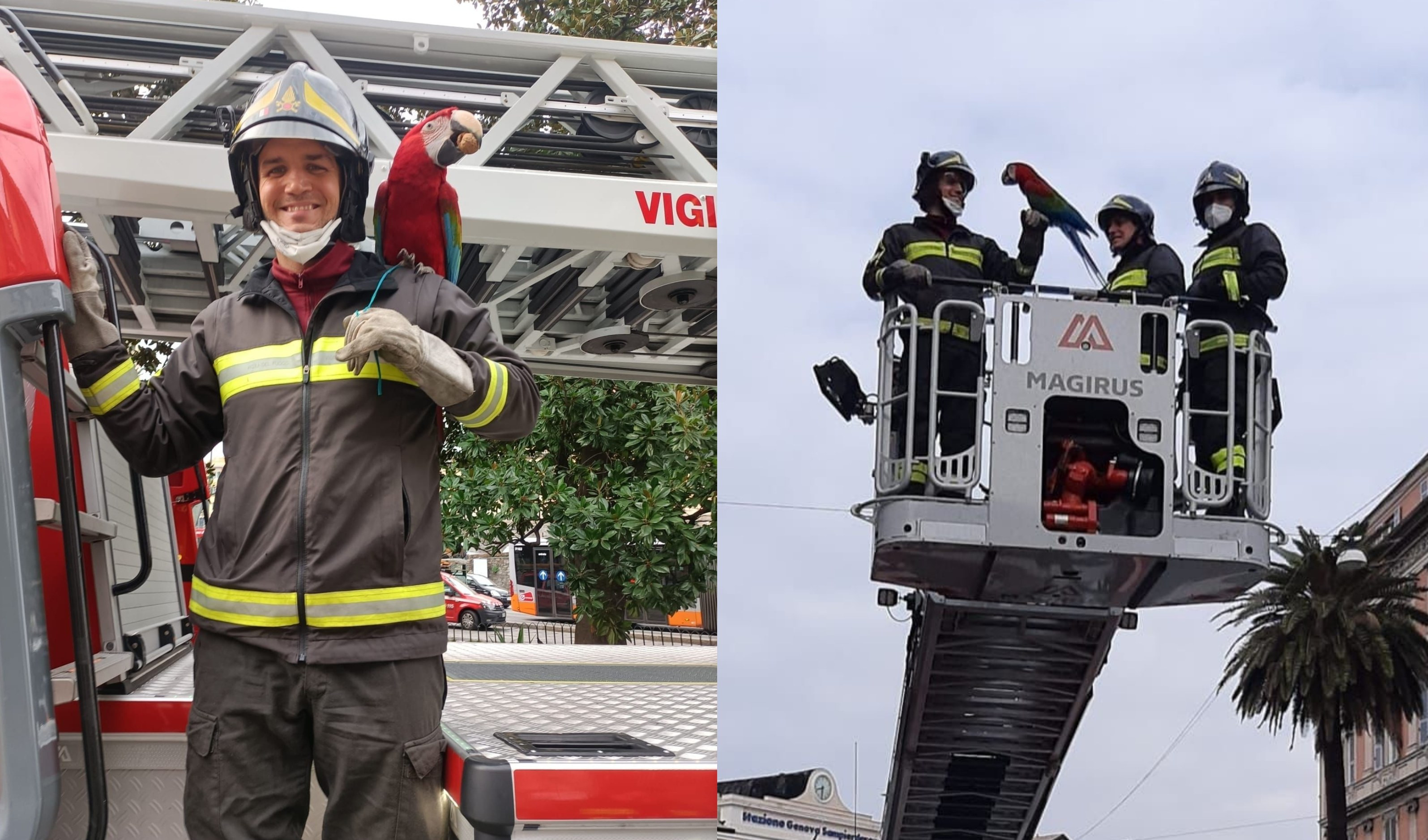 Genova, pappagallo fugge da casa: salvato dai pompieri