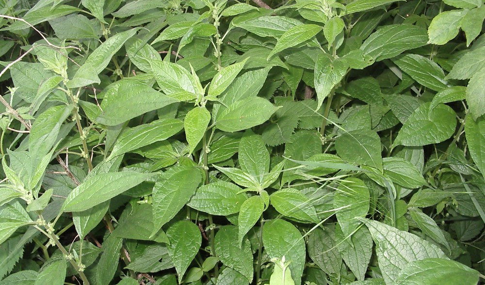 Allergie, per la parietaria è il momento del picco. Ecco come difendersi