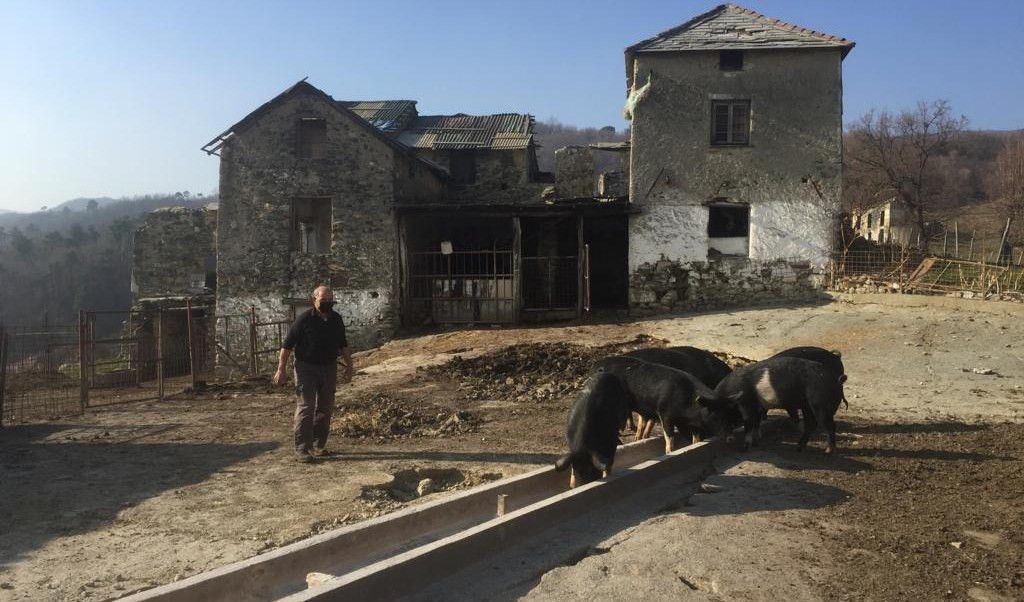 La peste suina in Liguria, viaggio a Stella in 