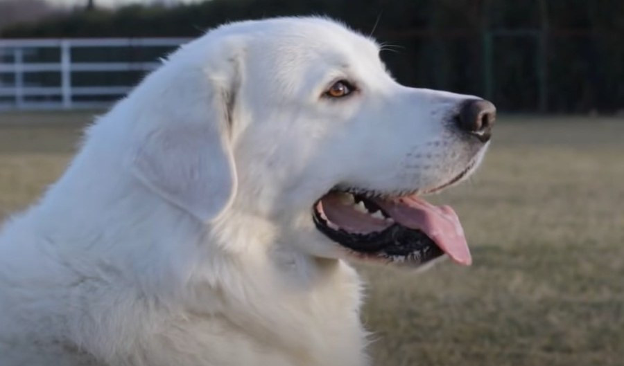 Donna azzannata da cane pastore nell'entroterra di Imperia