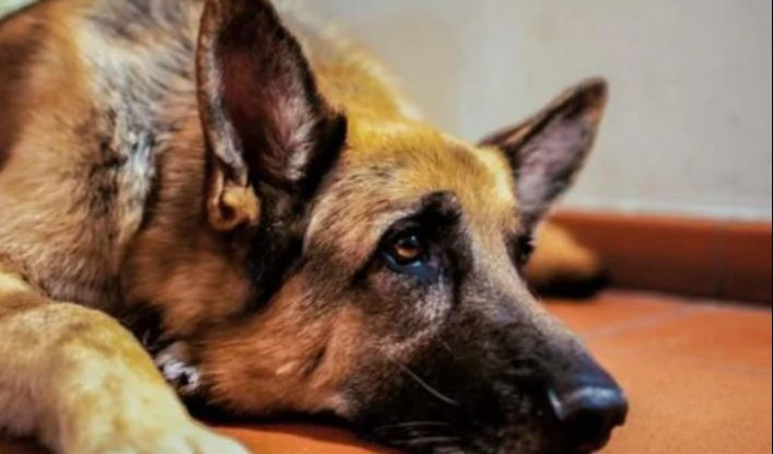 Genova, muore in casa: il cane lo veglia per giorni