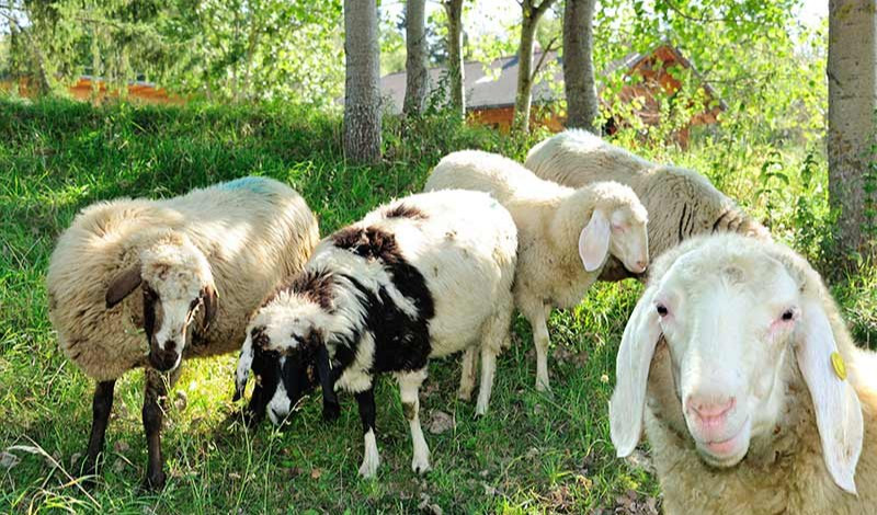 Genova, rissa con forconi per pecore e conigli: grave uno dei feriti
