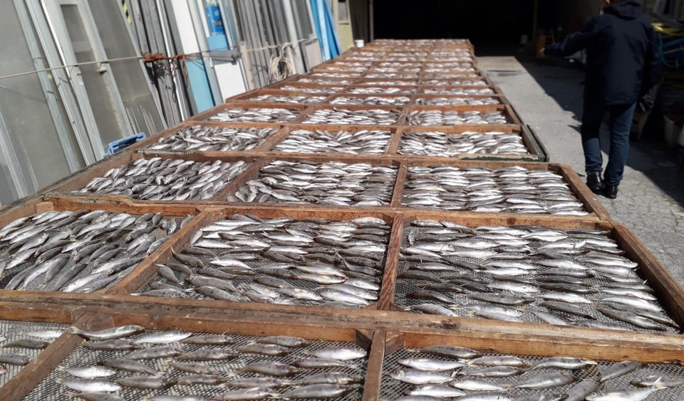 Sequestrati 2 quintali di pesce da Napoli venduti sui social