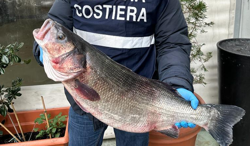 Pesca e vende illegalmente a ristorante mega spigola, multato 