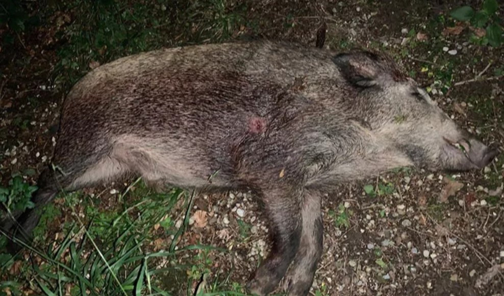 Peste suina, due nuovi casi a Mignanego e Isola del Cantone