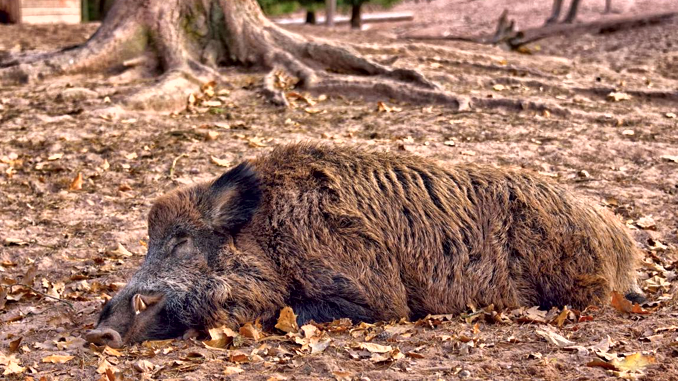 Peste suina africana: cinghiale infetto a Isola del Cantone