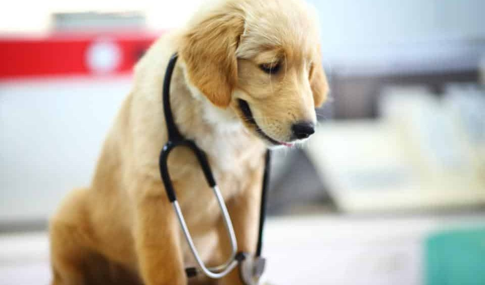 Pet therapy, i cani di Gimme five tornano al Gaslini